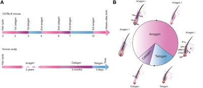 Morphogenesis, Growth Cycle and Molecular Regulation of Hair Follicles